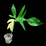 Variegated Philodendron Florida Beauty in a Pot - Extremely Rare Variegated Florida Beauty Live Indoor plant -Similar Potted Plant