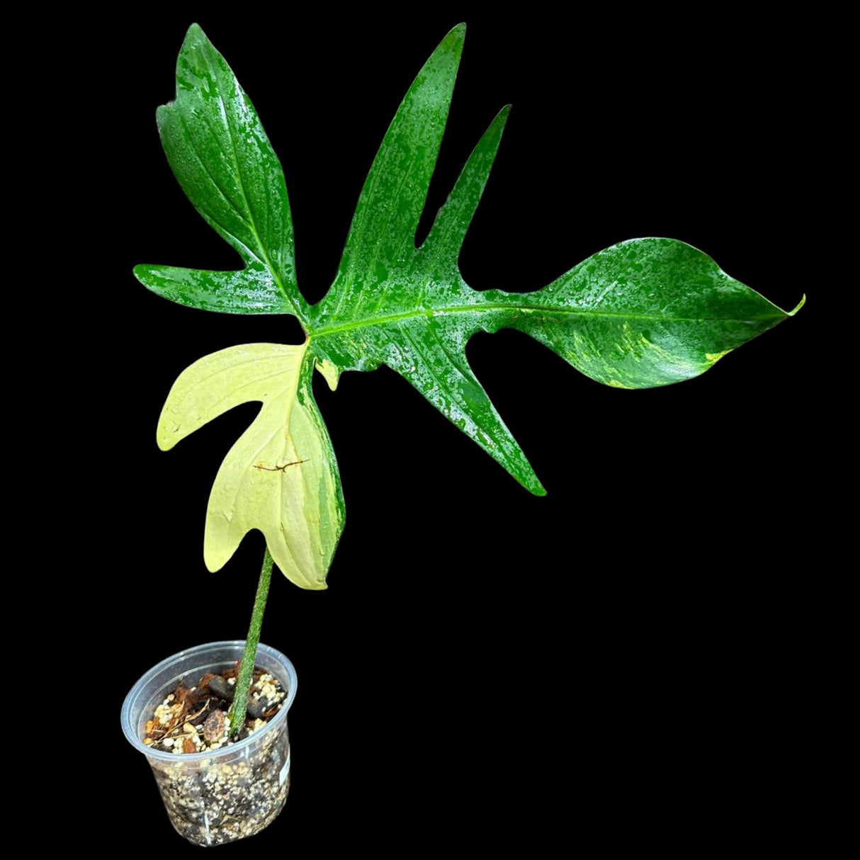 Variegated Philodendron Florida Beauty in a Pot - Extremely Rare Variegated Florida Beauty Live Indoor plant -Similar Potted Plant