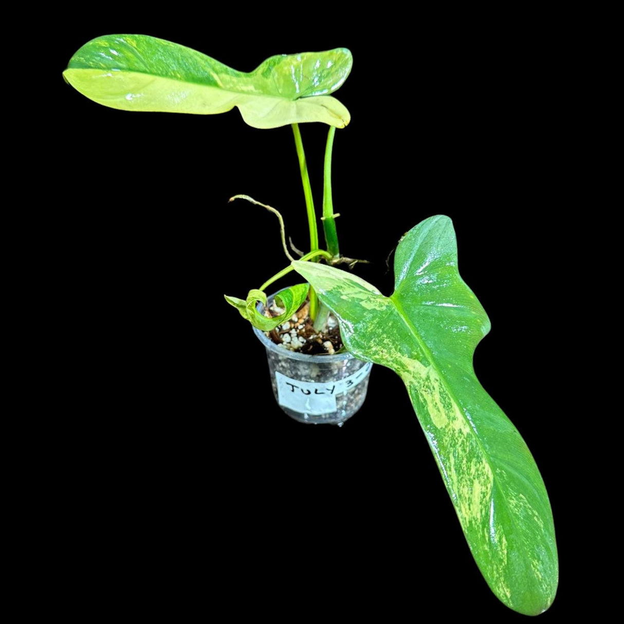 Variegated Philodendron Bipennifolium in a Nursery Pot - Philodendron Bipennifolium Potted Plant - Exact SAME Plant - US Seller