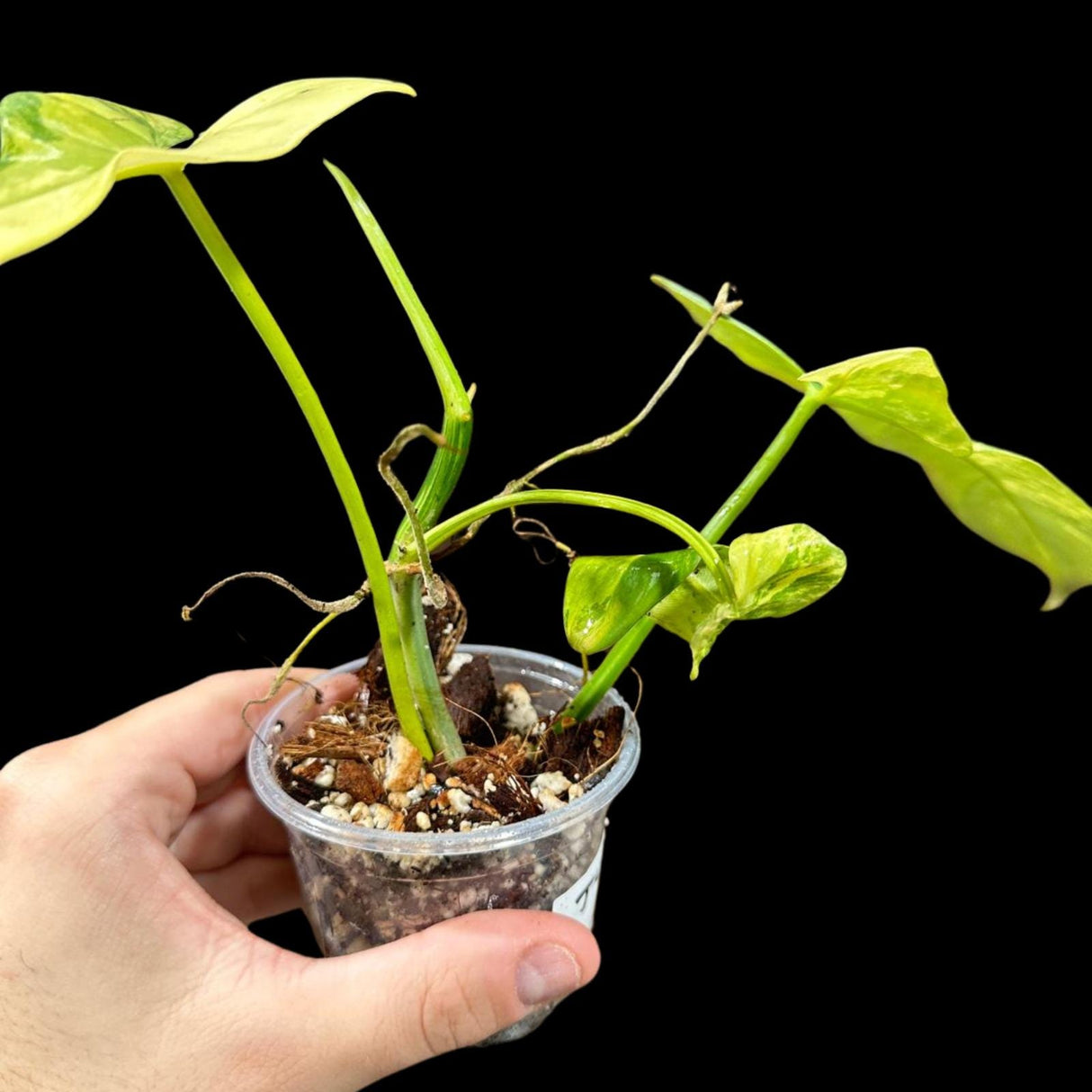 Variegated Philodendron Bipennifolium in a Nursery Pot - Philodendron Bipennifolium Potted Plant - Exact SAME Plant - US Seller