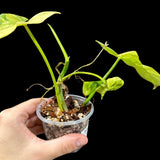 Variegated Philodendron Bipennifolium in a Nursery Pot - Philodendron Bipennifolium Potted Plant - Exact SAME Plant - US Seller