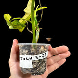Variegated Philodendron Bipennifolium in a Nursery Pot - Philodendron Bipennifolium Potted Plant - Exact SAME Plant - US Seller