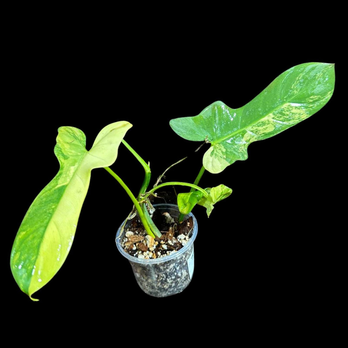 Variegated Philodendron Bipennifolium in a Nursery Pot - Philodendron Bipennifolium Potted Plant - Exact SAME Plant - US Seller