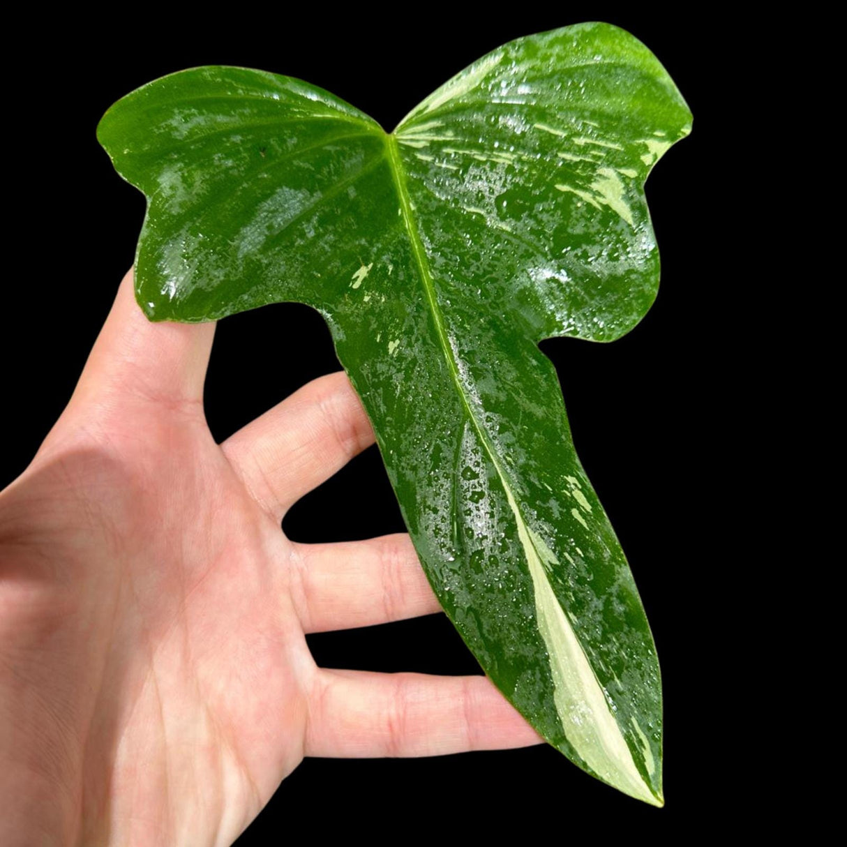 Philodendron Golden Dragon Variegated Established Plant in a Nursery Pot- Collector Rare Indoor Plants - SIMILAR plant - USA Seller