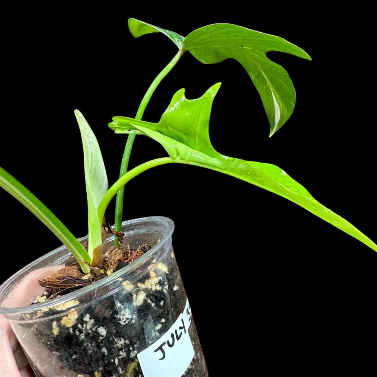 Philodendron Golden Dragon Variegated Established Plant in a Nursery Pot- Collector Rare Indoor Plants - SIMILAR plant - USA Seller