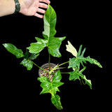 Philodendron Golden Dragon Variegated Established Plant in a Nursery Pot- Collector Rare Indoor Plants - EXACT SAME plant - USA Seller