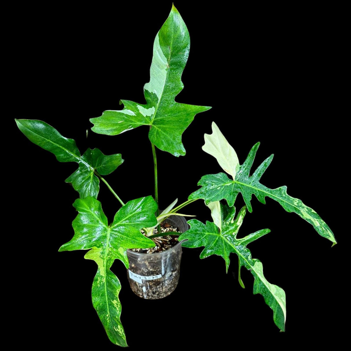 Philodendron Golden Dragon Variegated Established Plant in a Nursery Pot- Collector Rare Indoor Plants - EXACT SAME plant - USA Seller
