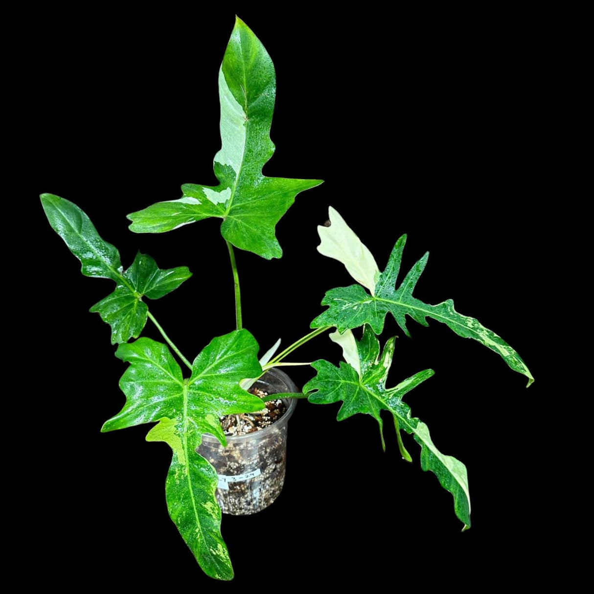 Philodendron Golden Dragon Variegated Established Plant in a Nursery Pot- Collector Rare Indoor Plants - EXACT SAME plant - USA Seller