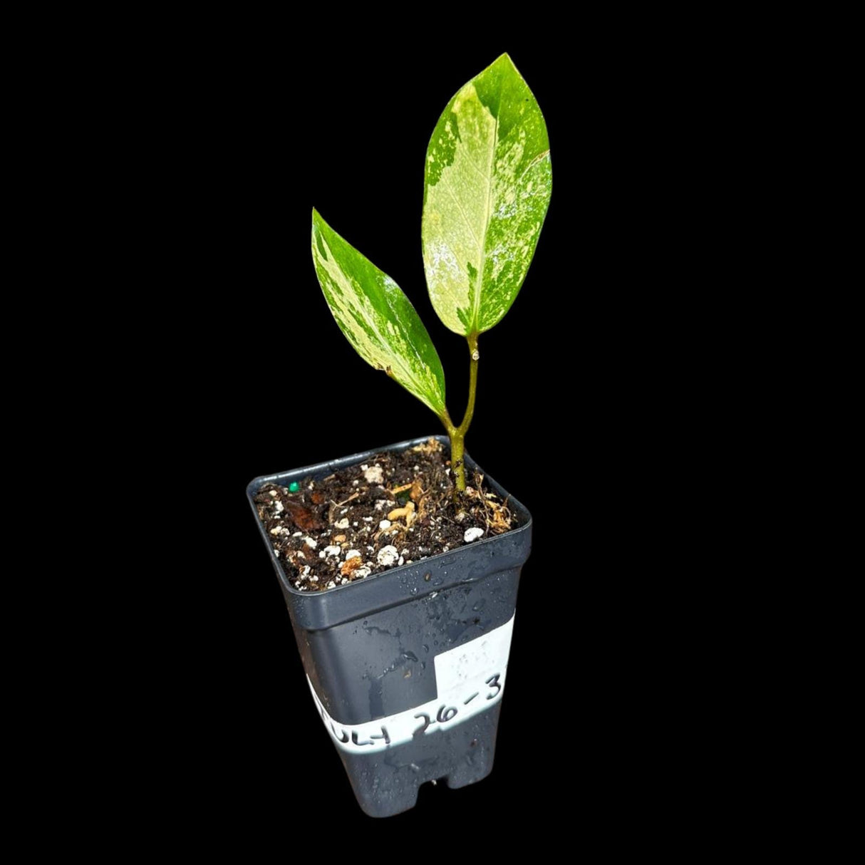 Scindapsus Jade Satin Variegated in a Nursery Pot | Scindapsus Potted Plant | SAME plant as images - US Seller