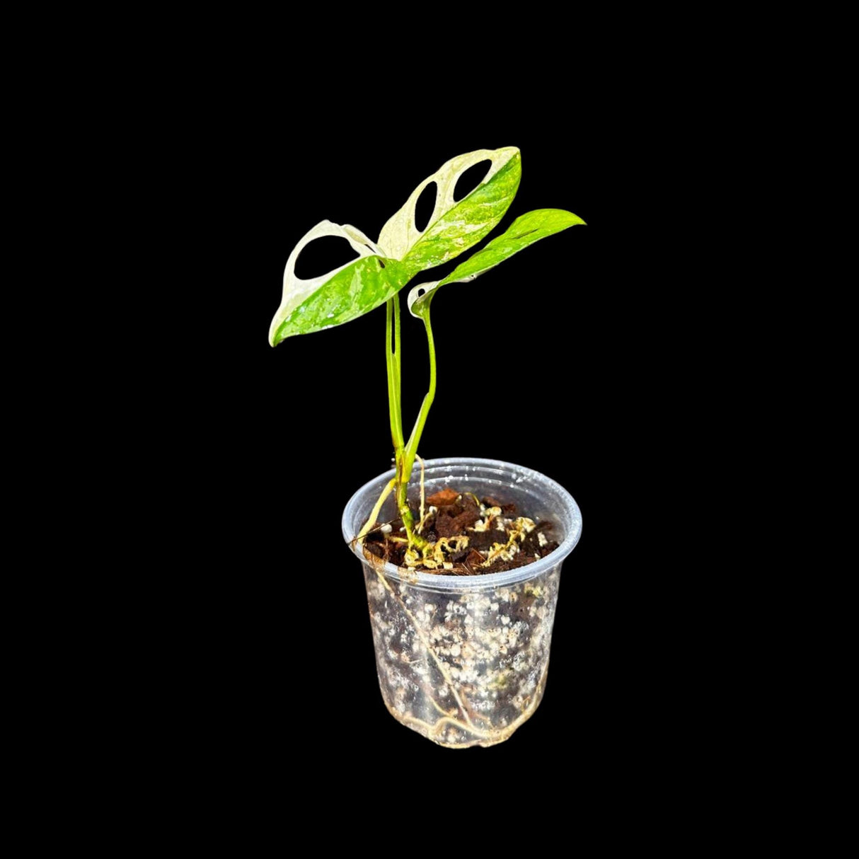 High Variegated White Monstera Adansonii Albo in a mother Pot - Swiss Cheese Single Leaf Potted Plant- SAME pot as Image - US Seller