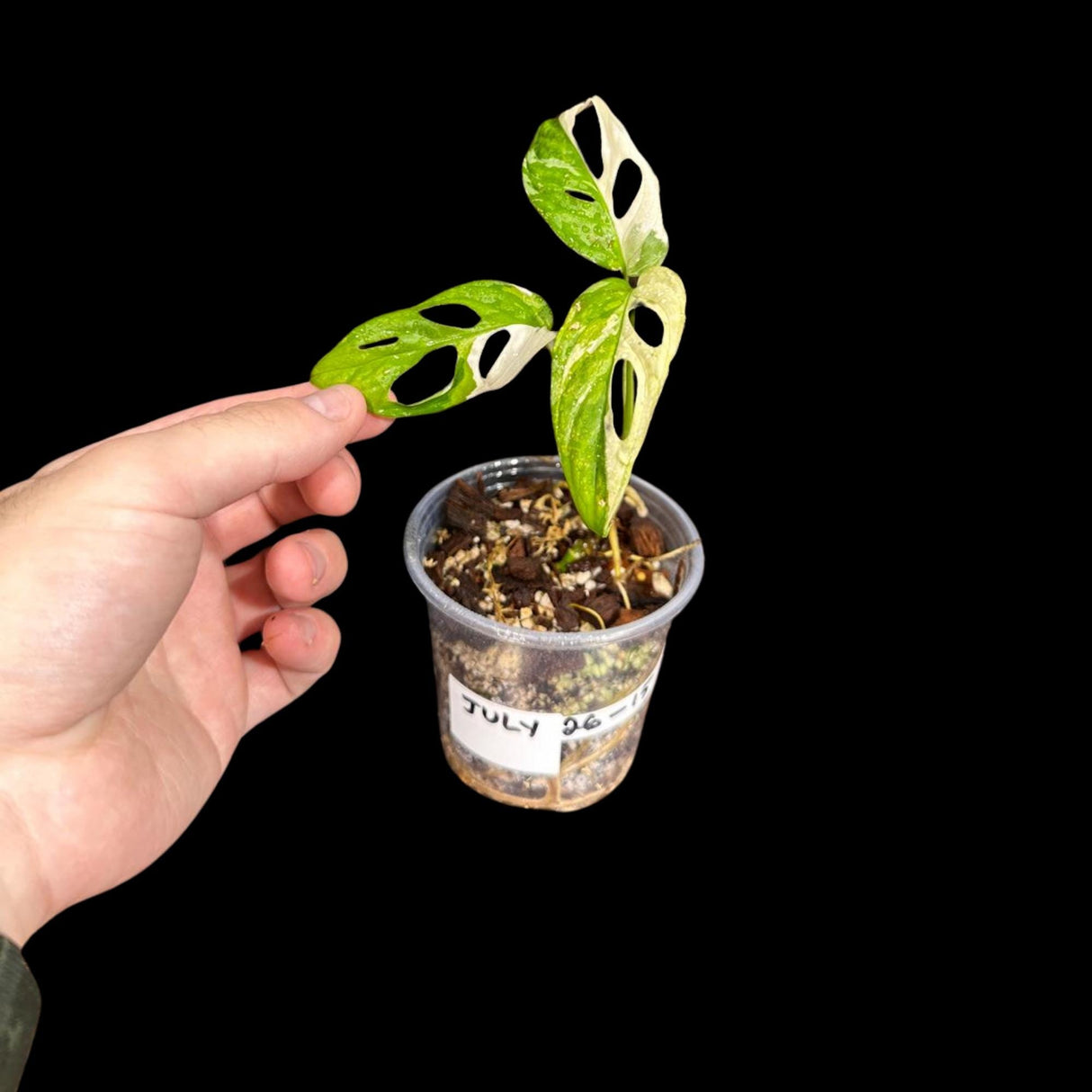 High Variegated White Monstera Adansonii Albo in a mother Pot - Swiss Cheese Single Leaf Potted Plant- SAME pot as Image - US Seller