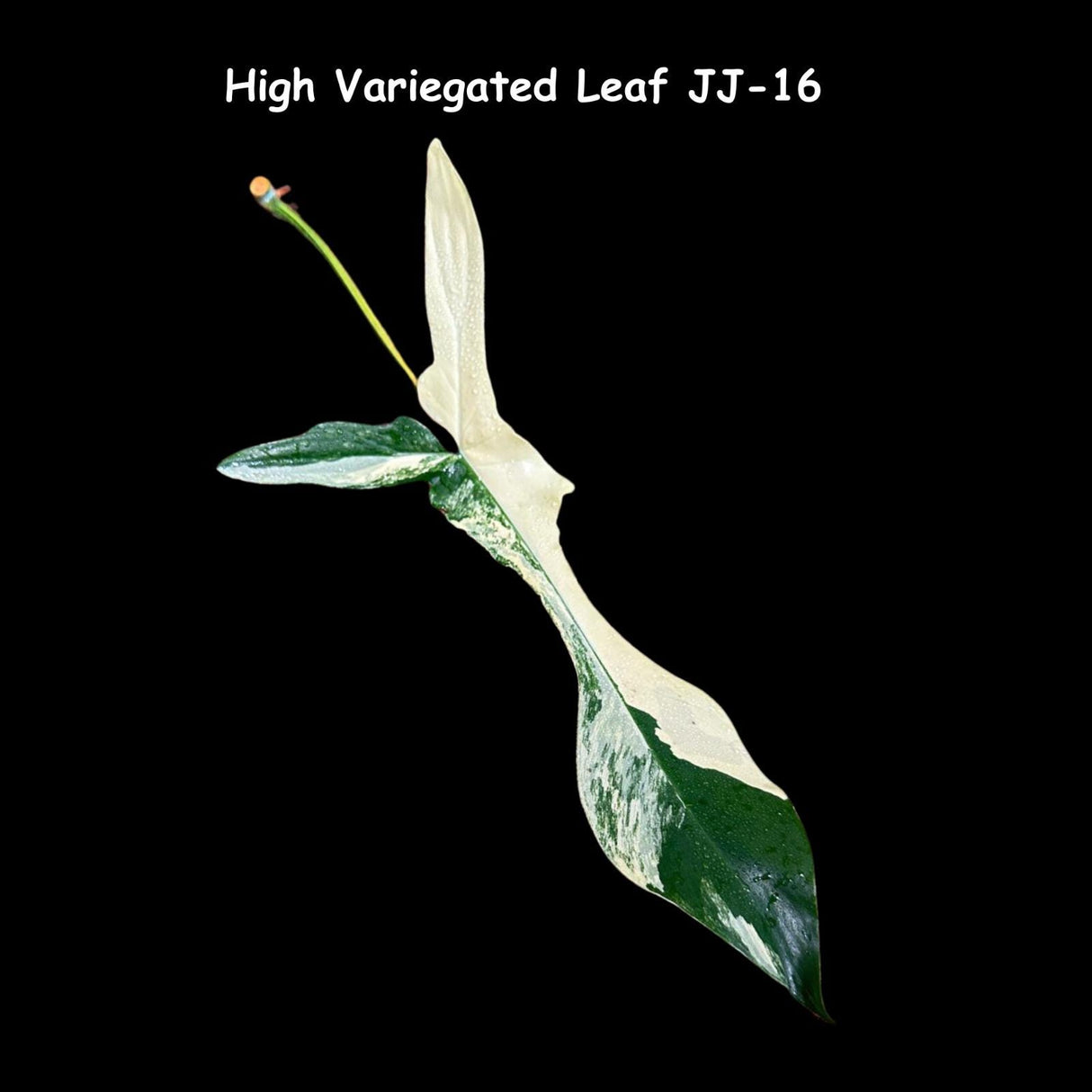 Variegated Philodendron Florida Beauty Cutting - SIMILAR PLANT as the images- Unique Live Indoor Plant-Collector Plant - Rare Find-US Seller