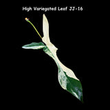 Variegated Philodendron Florida Beauty Cutting - SIMILAR PLANT as the images- Unique Live Indoor Plant-Collector Plant - Rare Find-US Seller