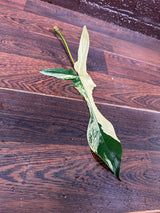 Variegated Philodendron Florida Beauty Cutting - SIMILAR PLANT as the images- Unique Live Indoor Plant-Collector Plant - Rare Find-US Seller
