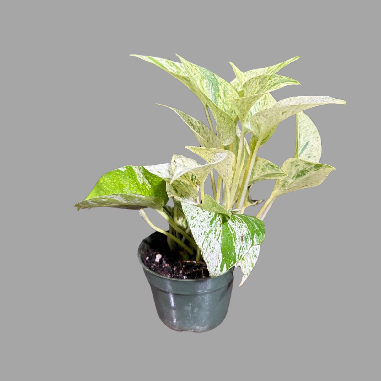 Variegated 'Snow Queen' Pothos in Nursery Pot