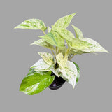 Variegated 'Snow Queen' Pothos in Nursery Pot