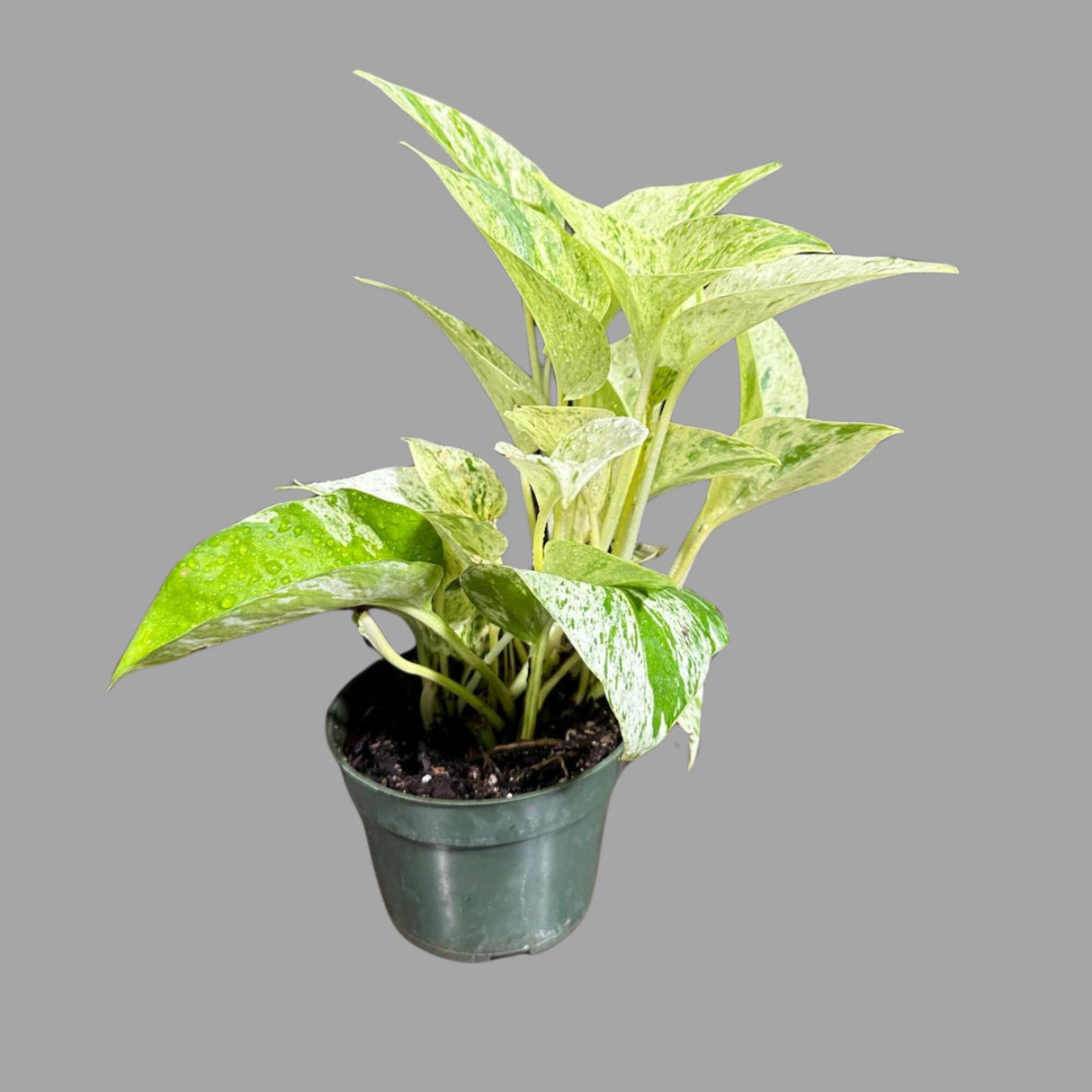 Variegated 'Snow Queen' Pothos in Nursery Pot