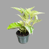 Variegated 'Snow Queen' Pothos in Nursery Pot