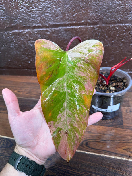 Variegated Philodendron Strawberry Shake in a Nursery Pot - Strawberry Shake RARE Collector Potted Plant -Tropical Plant - US Seller