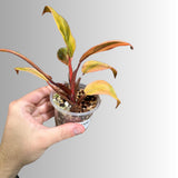Variegated Black Cardinal Philodendron - EXTREMELY Rare Collector Plant - US Seller - Very Hard to come by - Rare Pink and Black Plant