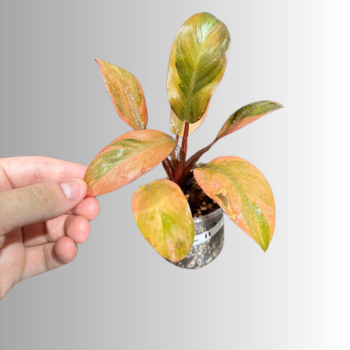 Variegated Black Cardinal Philodendron - EXTREMELY Rare Collector Plant - US Seller - Very Hard to come by - Rare Pink and Black Plant