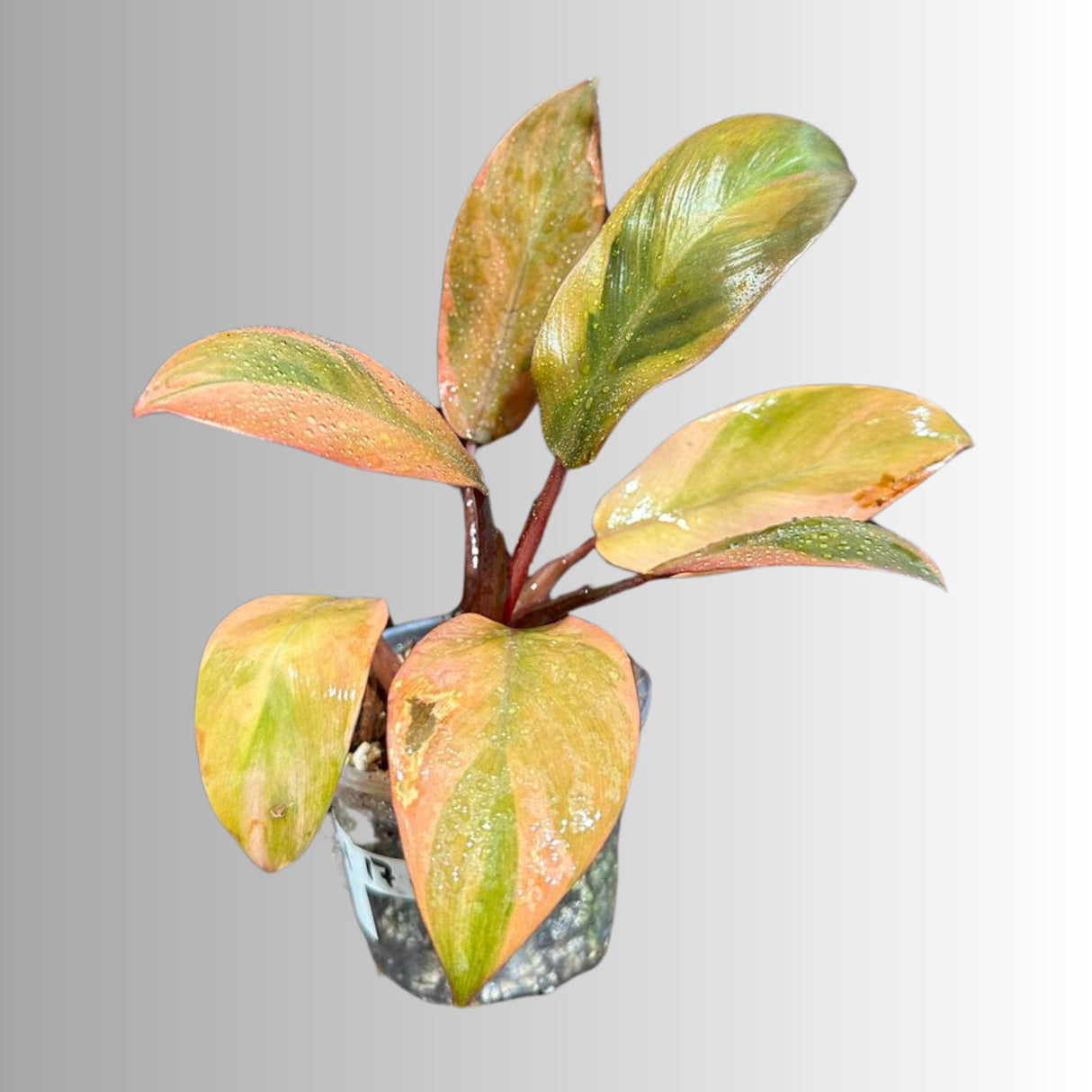 Variegated Black Cardinal Philodendron - EXTREMELY Rare Collector Plant - US Seller - Very Hard to come by - Rare Pink and Black Plant
