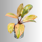 Variegated Black Cardinal Philodendron - EXTREMELY Rare Collector Plant - US Seller - Very Hard to come by - Rare Pink and Black Plant