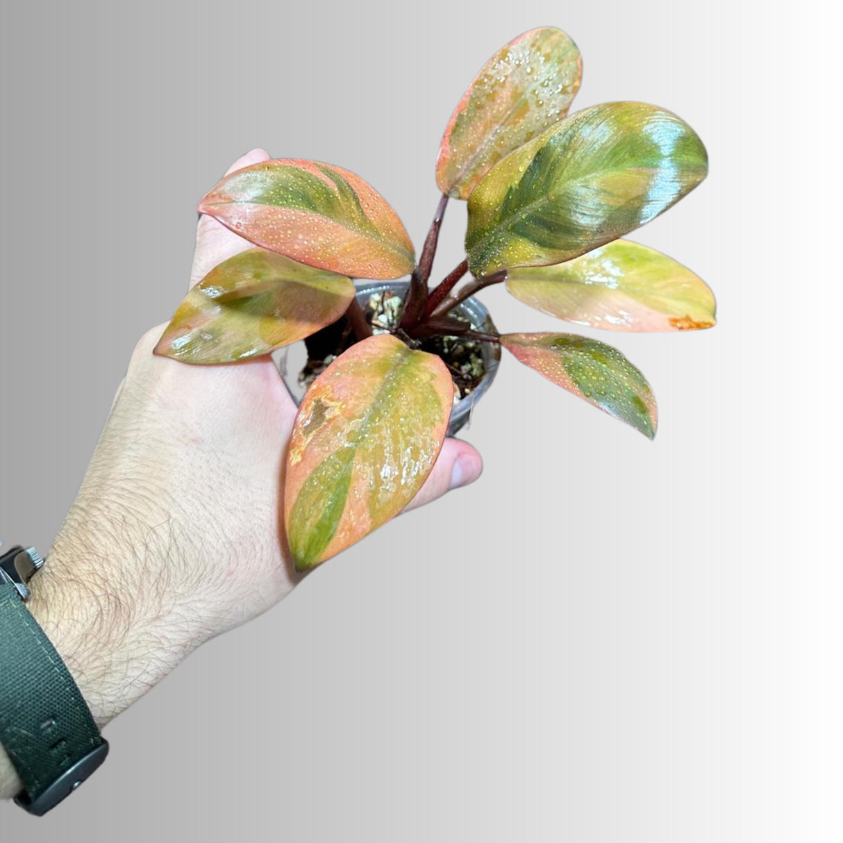 Variegated Black Cardinal Philodendron - EXTREMELY Rare Collector Plant - US Seller - Very Hard to come by - Rare Pink and Black Plant