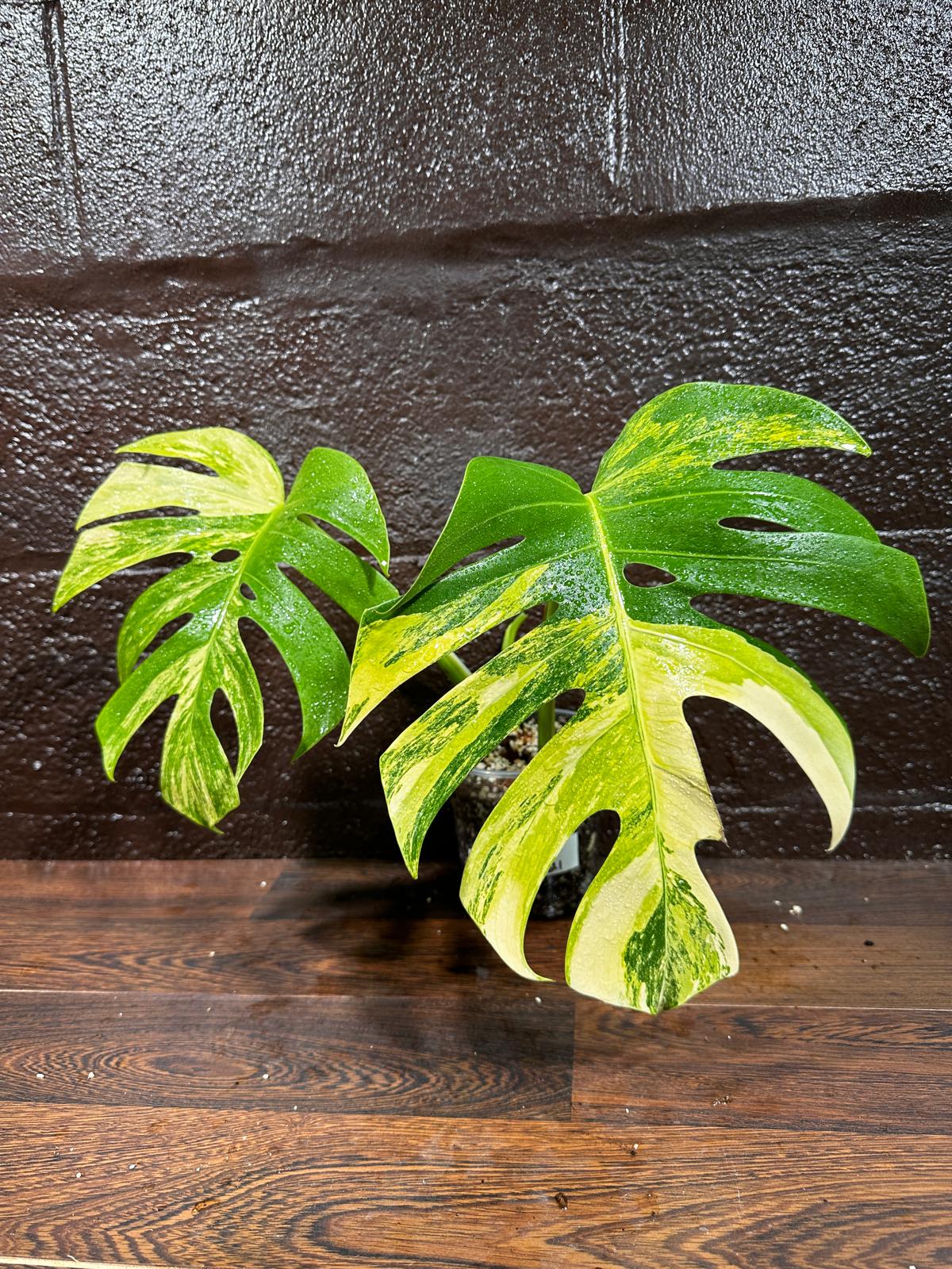 Monstera Aurea Variegated Borsigiana in a Nursery Pot - Monstera Aurea 2 Leaf Potted Plant - Monstera Marmota