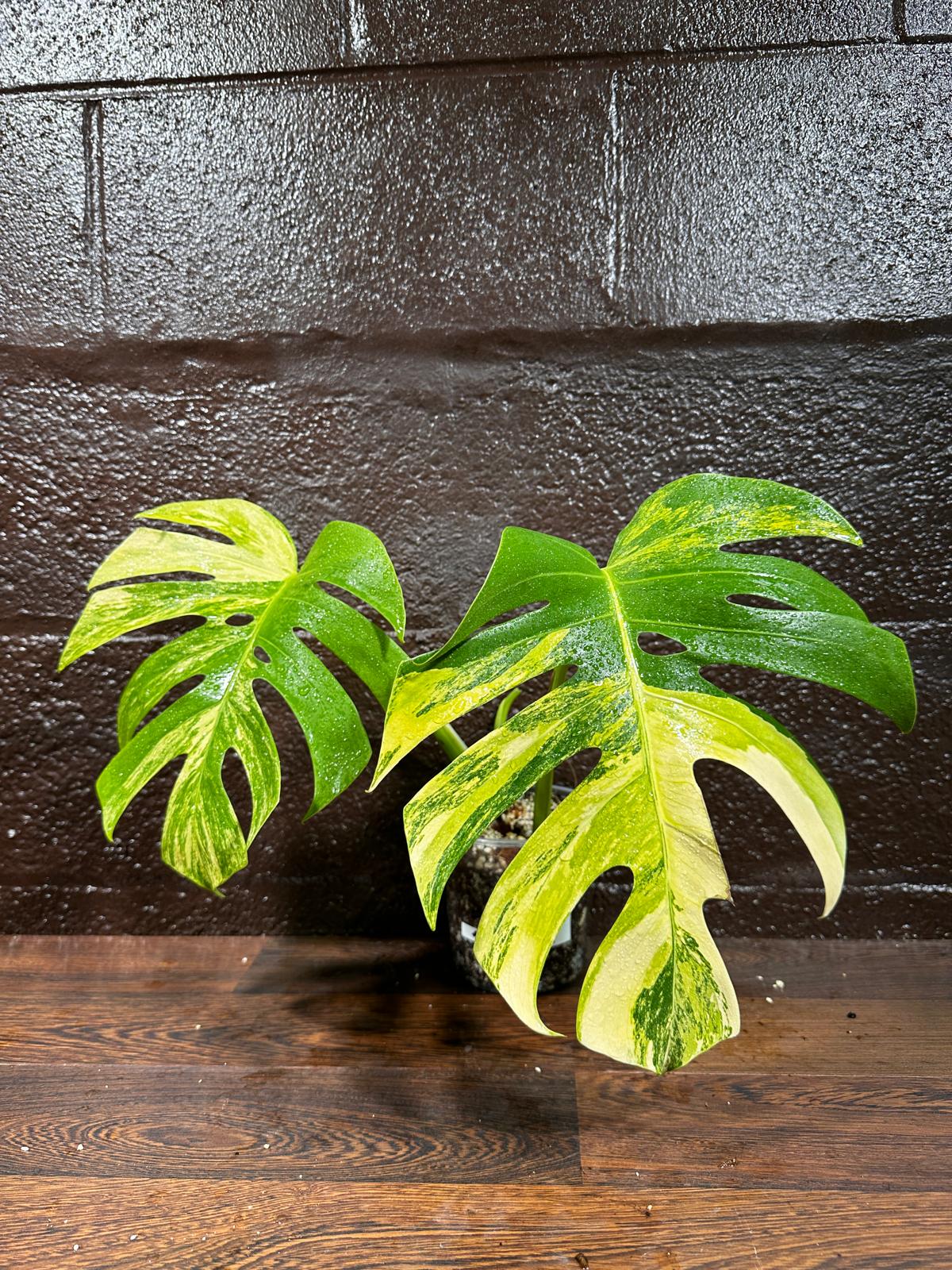 Monstera Aurea Variegated Borsigiana in a Nursery Pot - Monstera Aurea 2 Leaf Potted Plant - Monstera Marmota