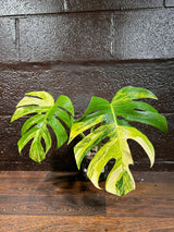 Monstera Aurea Variegated Borsigiana in a Nursery Pot - Monstera Aurea 2 Leaf Potted Plant - Monstera Marmota