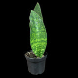 Sansevieria Masoniana in a Nursery Pot