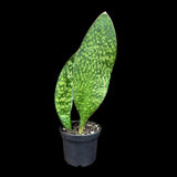 Sansevieria Masoniana in a Nursery Pot