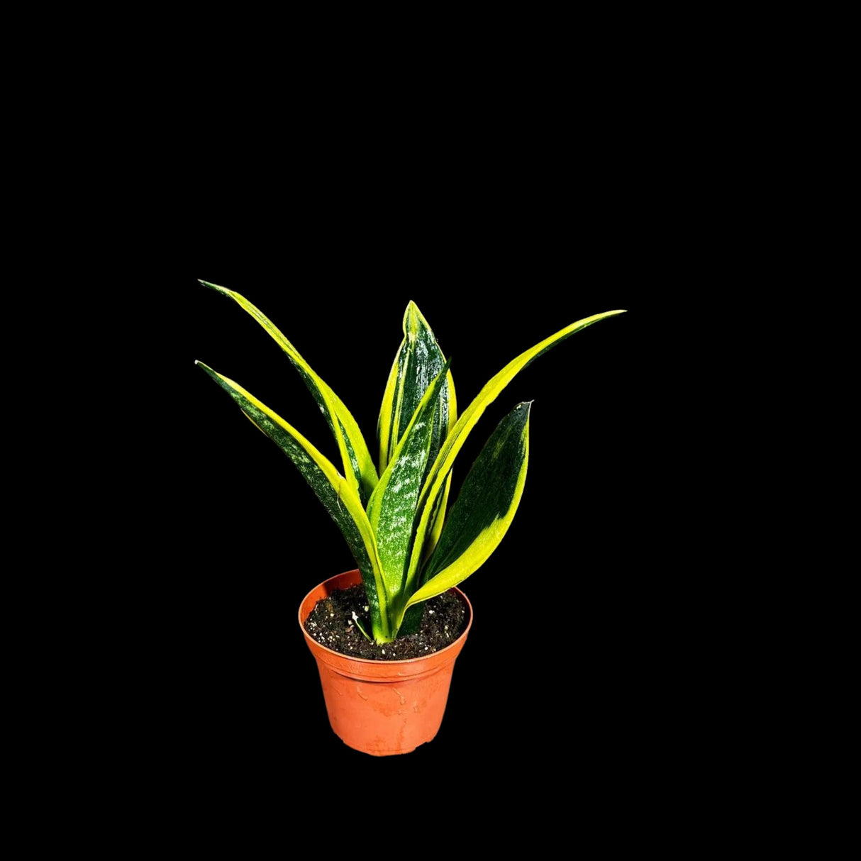 Rare Sansevieria Black Gold Snake Plant in a 3” pot