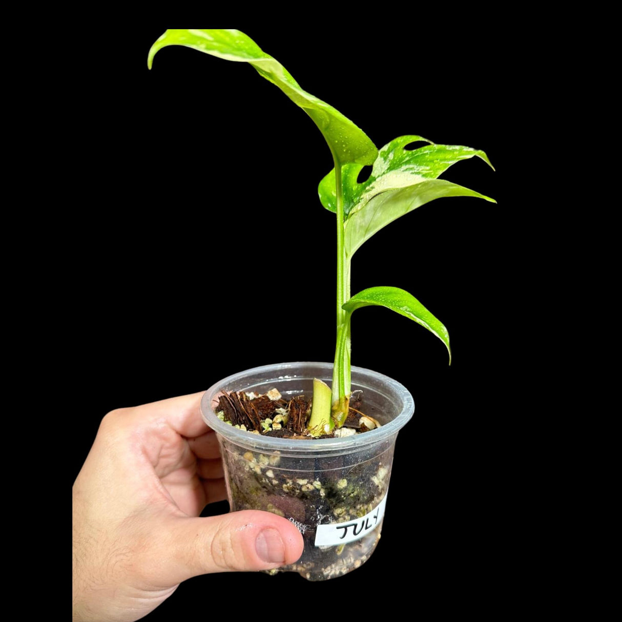 Rare Variegated Rhaphidophora Tetrasperma Albo in a Nursery Pot - Rare Mini Tetrasperma - Beginners Plant - US Seller - Grower's Choice