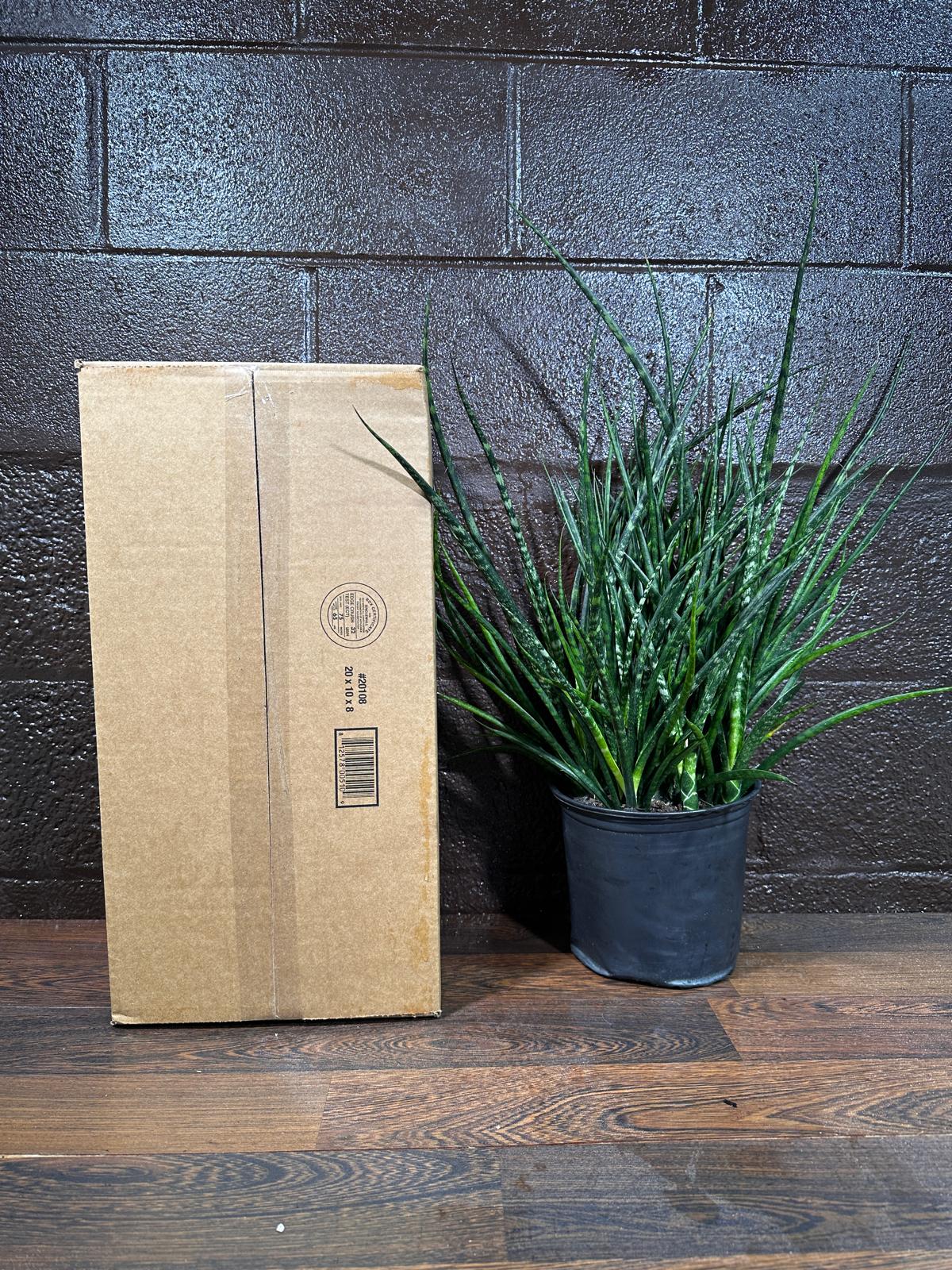 Rare Fernwood Mikado Snake Plant in a 8" Large Pot - Indoor Easy Care Low Maintenance Houseplant - Low Light Succulent - US seller