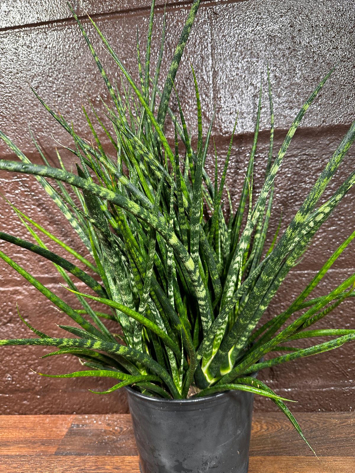 Rare Fernwood Mikado Snake Plant in a 8" Large Pot - Indoor Easy Care Low Maintenance Houseplant - Low Light Succulent - US seller