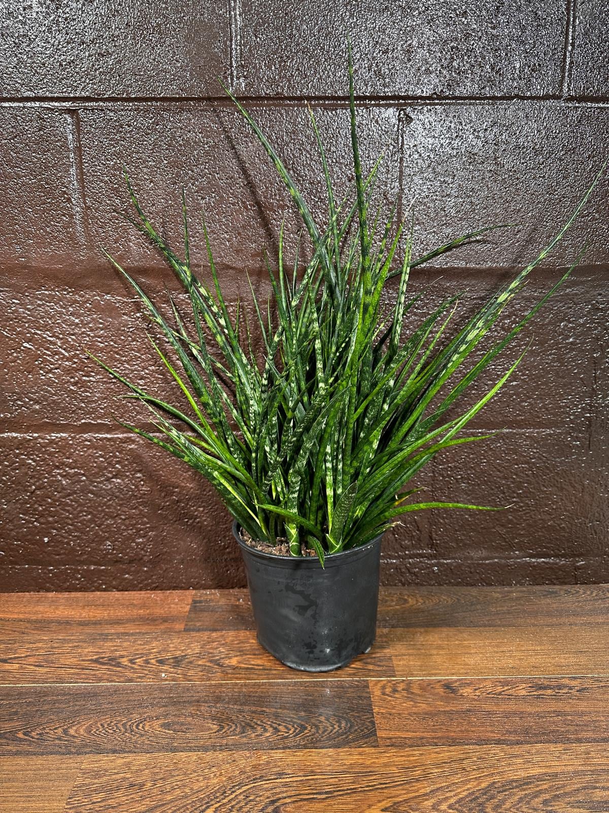 Rare Fernwood Mikado Snake Plant in a 8" Large Pot - Indoor Easy Care Low Maintenance Houseplant - Low Light Succulent - US seller