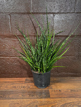 Rare Fernwood Mikado Snake Plant in a 8" Large Pot - Indoor Easy Care Low Maintenance Houseplant - Low Light Succulent - US seller