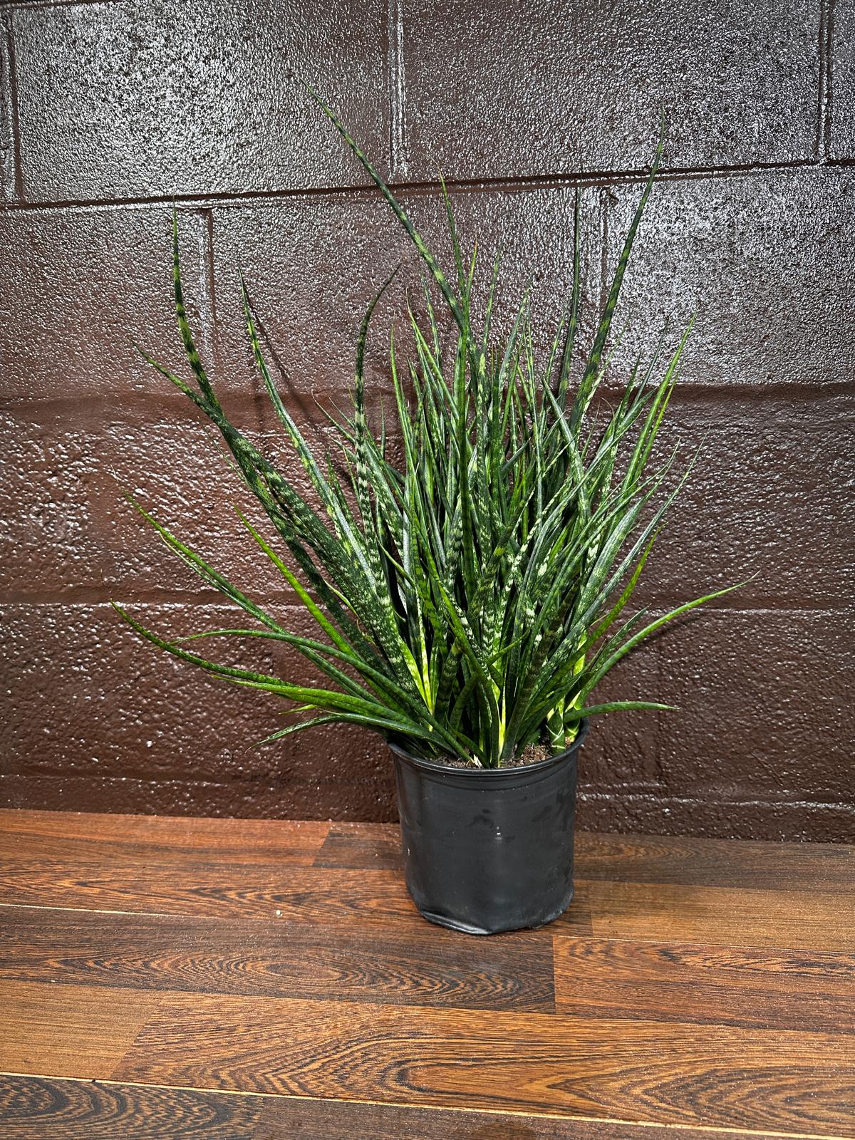 Rare Fernwood Mikado Snake Plant in a 8" Large Pot - Indoor Easy Care Low Maintenance Houseplant - Low Light Succulent - US seller