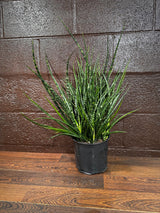 Rare Fernwood Mikado Snake Plant in a 8" Large Pot - Indoor Easy Care Low Maintenance Houseplant - Low Light Succulent - US seller