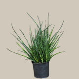 Rare Fernwood Mikado Snake Plant in a 8" Large Pot - Indoor Easy Care Low Maintenance Houseplant - Low Light Succulent
