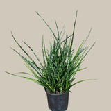 Rare Fernwood Mikado Snake Plant in a 8" Large Pot - Indoor Easy Care Low Maintenance Houseplant - Low Light Succulent
