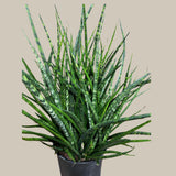 Rare Fernwood Mikado Snake Plant in a 8" Large Pot - Indoor Easy Care Low Maintenance Houseplant - Low Light Succulent