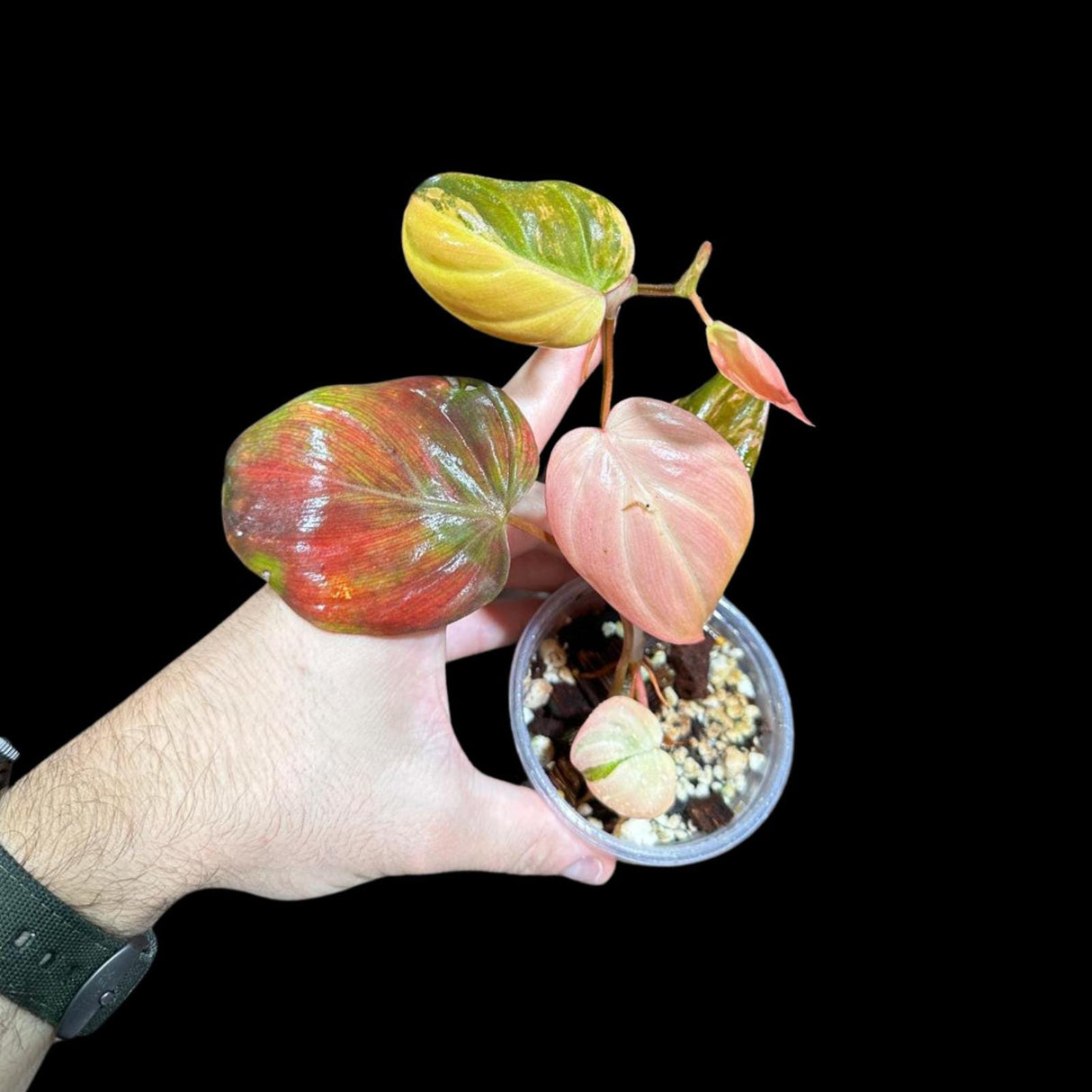 Rare Variegated Philodendron Mican Aurea in a Nursery Pot - Micans Plant - Low Light Indoor Plant - Easy Houseplant - Potted Plant