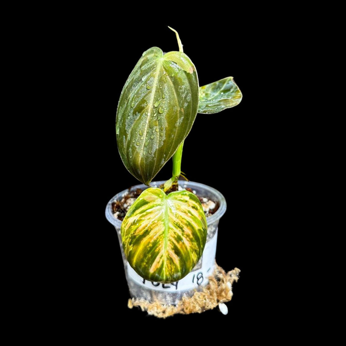 Rare Variegated Philodendron Mican Aurea in a Nursery Pot - Variegated Mican Potted Plant - US SELLER - SAME Potted Plant