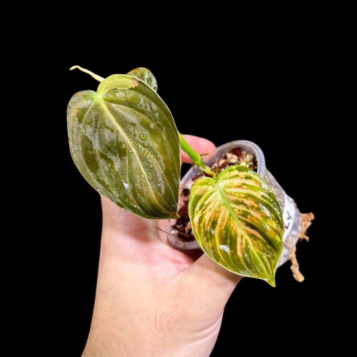 Rare Variegated Philodendron Mican Aurea in a Nursery Pot - Variegated Mican Potted Plant - US SELLER - SAME Potted Plant