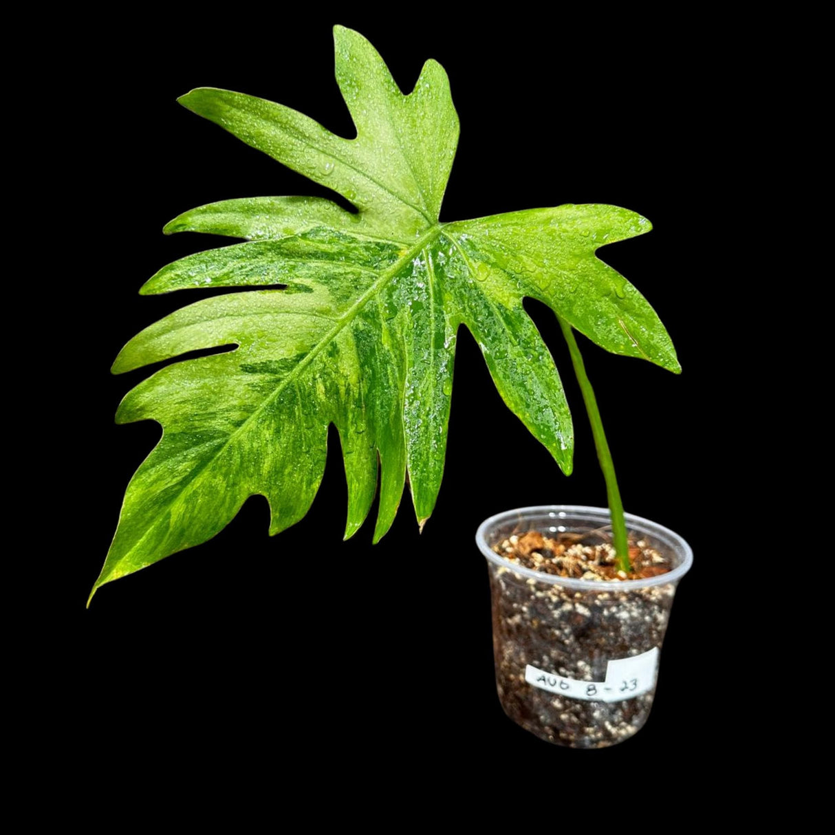 Philodendron Radiatum Variegated - US SELLER Rare - Indoor Rare Plant - Live Plant - Grower’s Choice