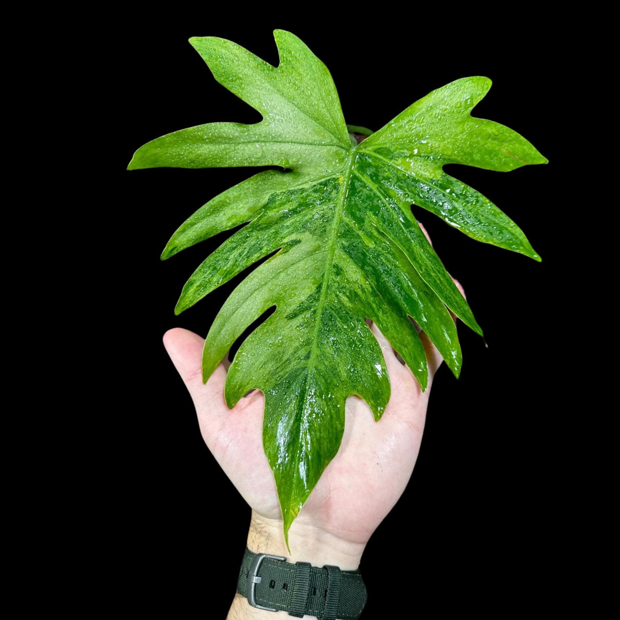 Philodendron Radiatum Variegated - US SELLER Rare - Indoor Rare Plant - Live Plant - Grower’s Choice