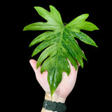 Philodendron Radiatum Variegated - US SELLER Rare - Indoor Rare Plant - Live Plant - Grower’s Choice